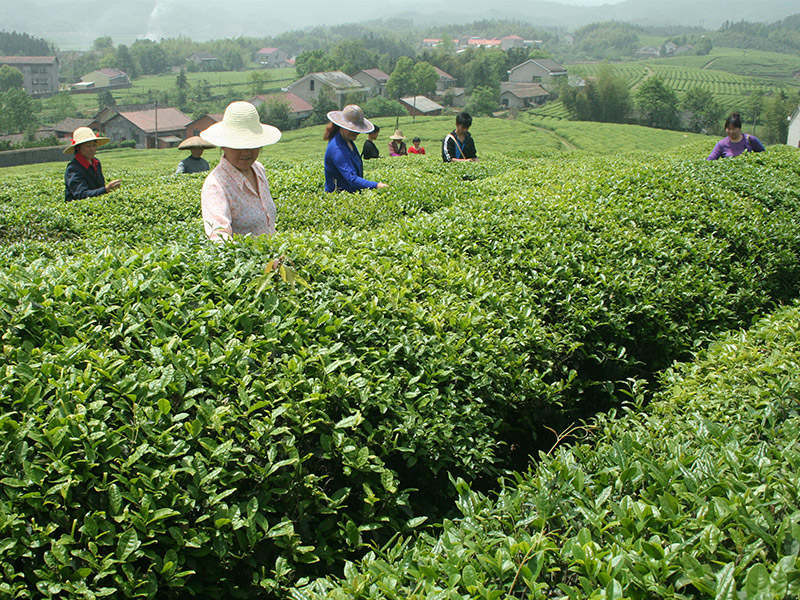 益陽示范基地