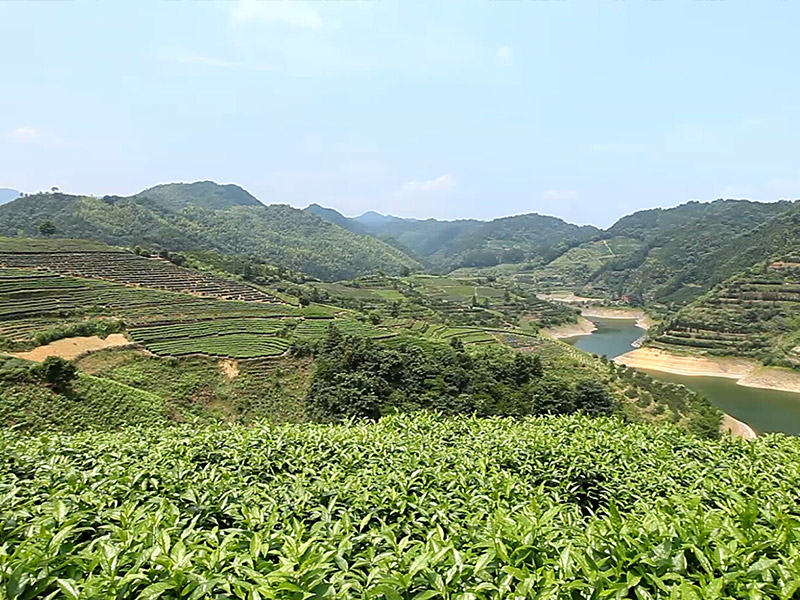 安化示范基地